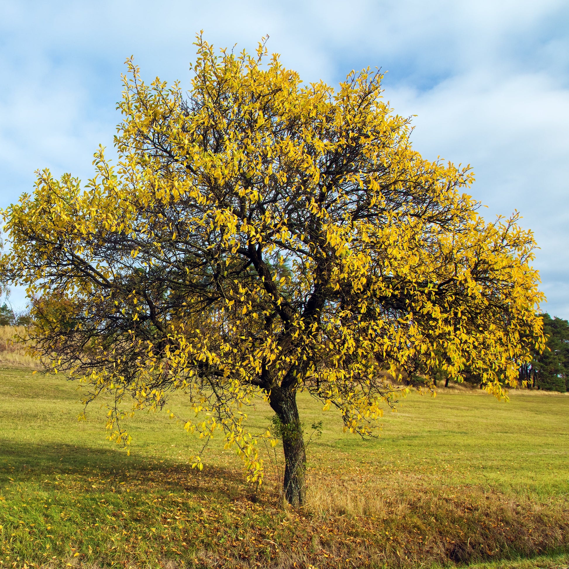Golden Plum Tree - Trees - Buy Online at Barely Rooted