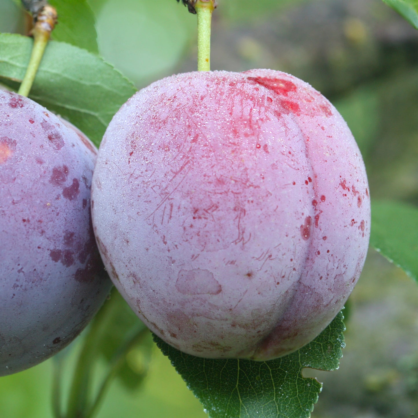 Methley Plum Tree