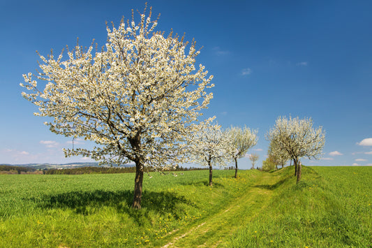 Ozark Premier Plum - Fruit Tree - Buy Online at Barely Rooted