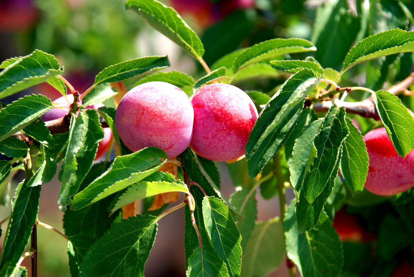 Ozark Premier Plum - Fruit Tree - Buy Online at Barely Rooted