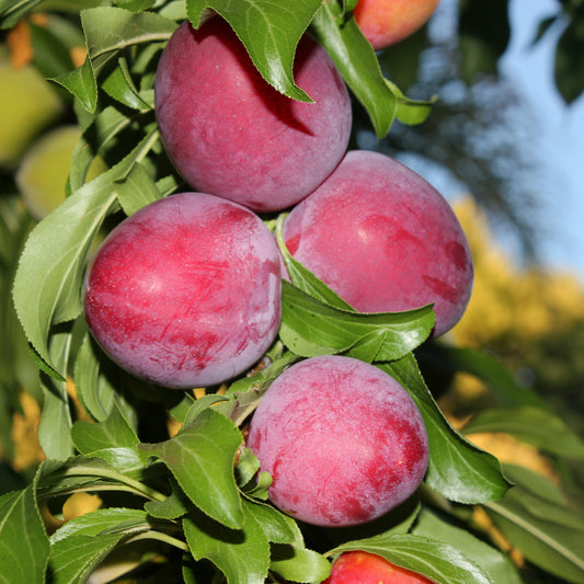 Santa Rosa Plum Tree - Fruit Tree - Buy Online at Barely Rooted