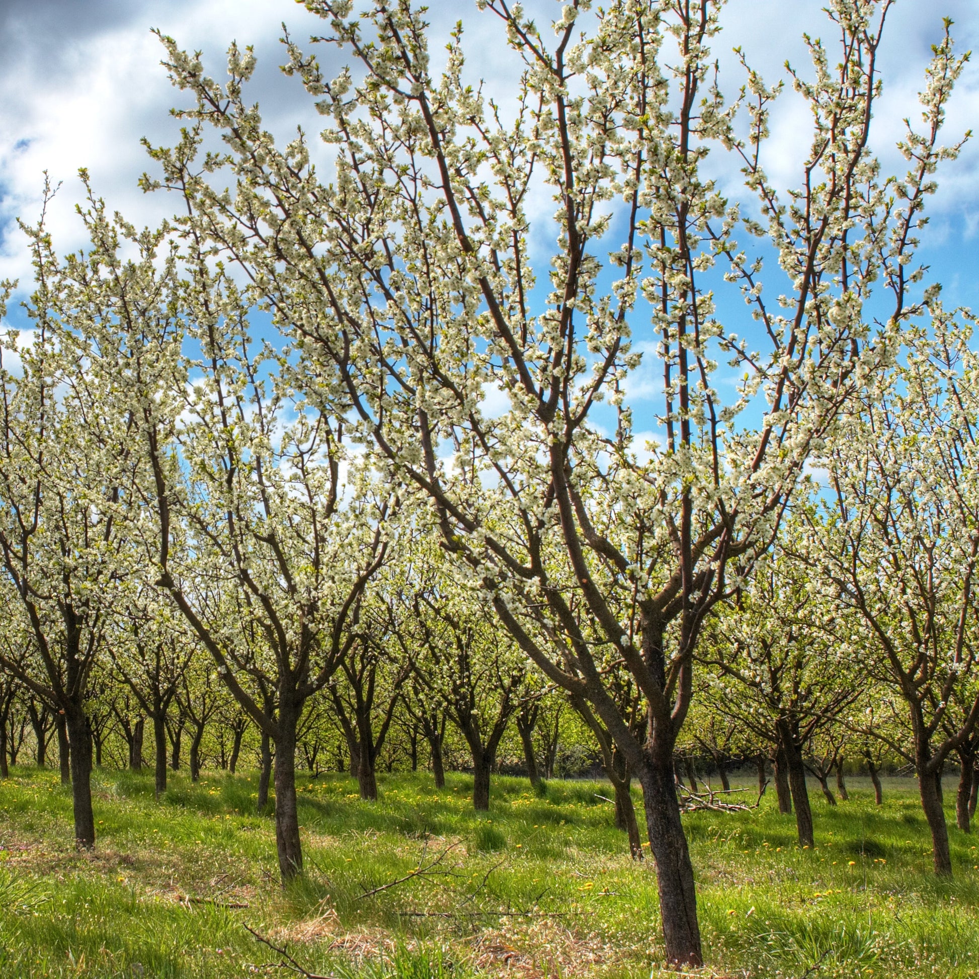 Santa Rosa Plum Tree - Fruit Tree - Buy Online at Barely Rooted