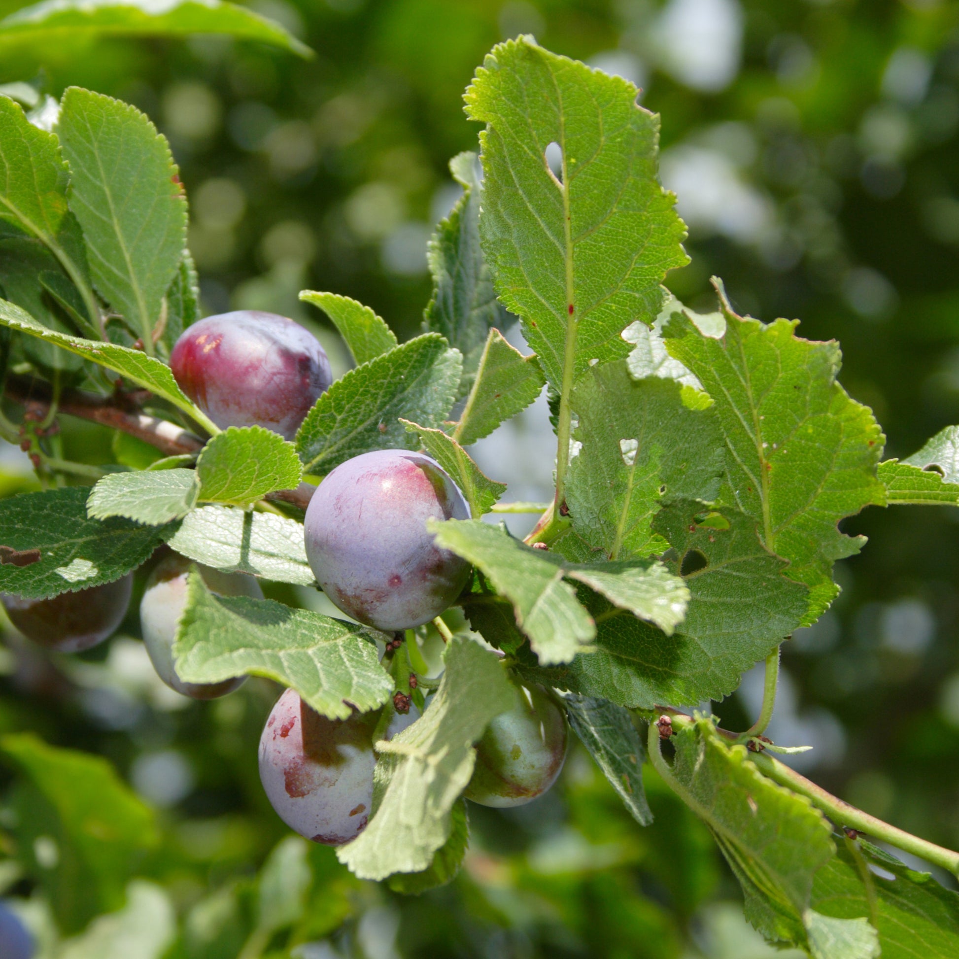 Stanley Plum Tree - Fruit Tree - Buy Online at Barely Rooted