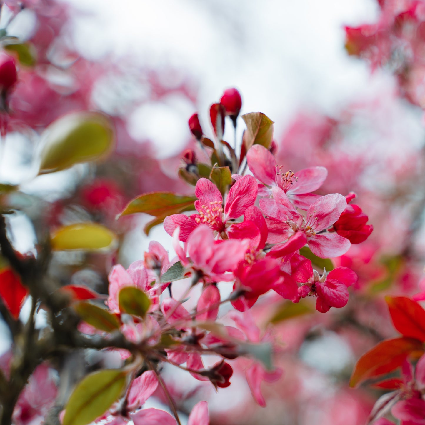 Prairiefire Crabapple Tree - Flowering Tree - Buy Online at Barely Rooted