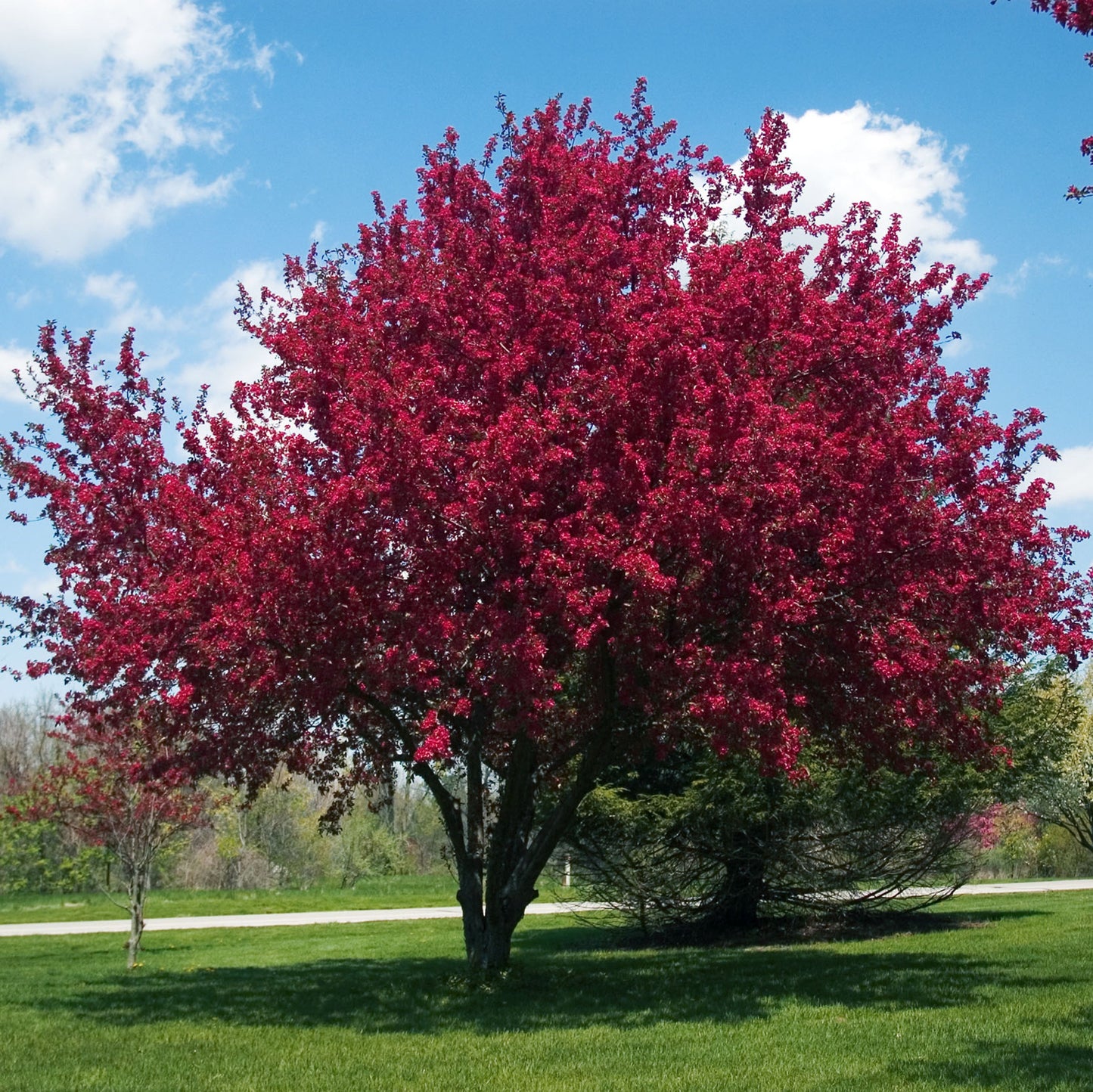 Prairiefire Crabapple Tree