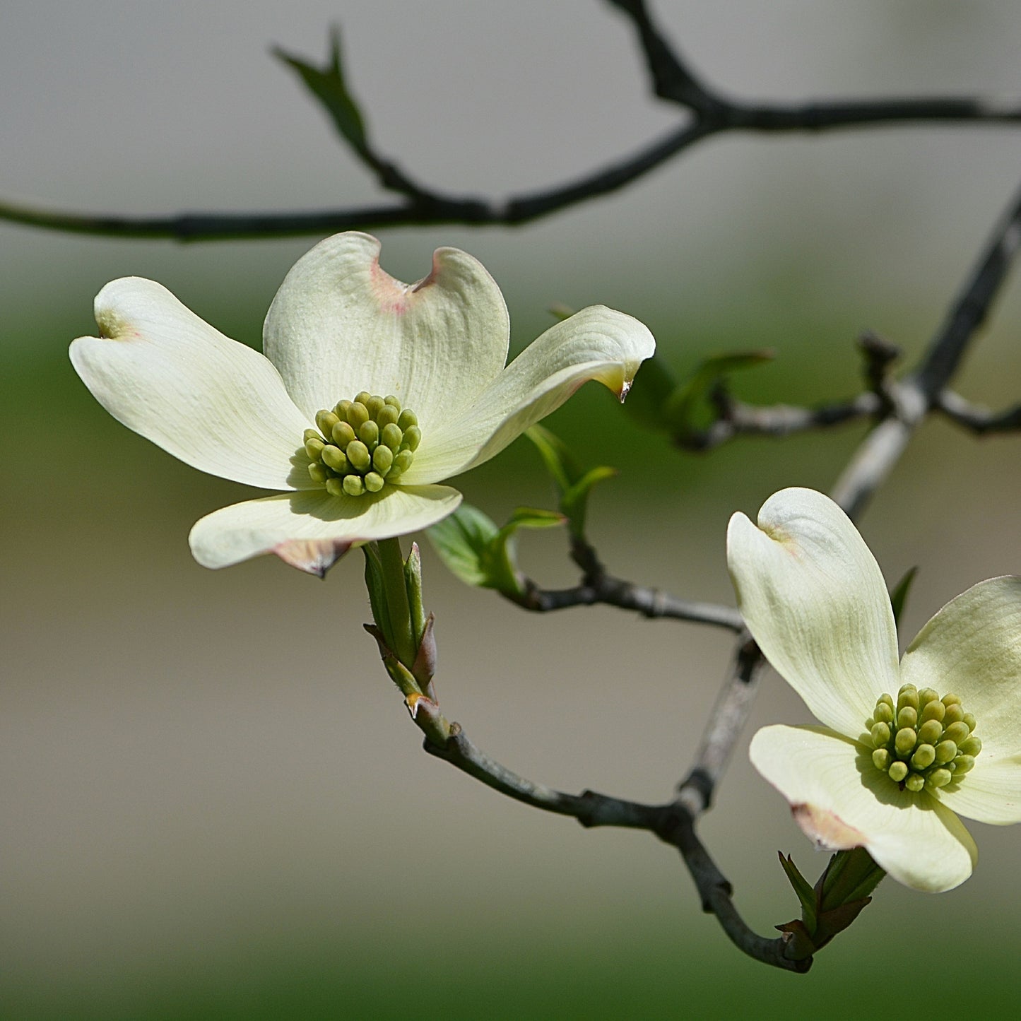 Cherokee Princess Dogwood Tree - Flowering Tree - Buy Online at Barely Rooted