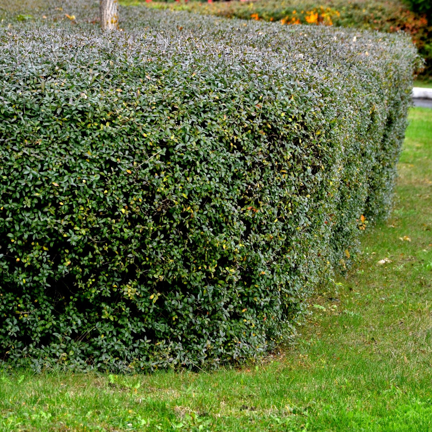 Hill's Privet Hedge (Ligustrum) - Hedge - Buy Online at Barely Rooted