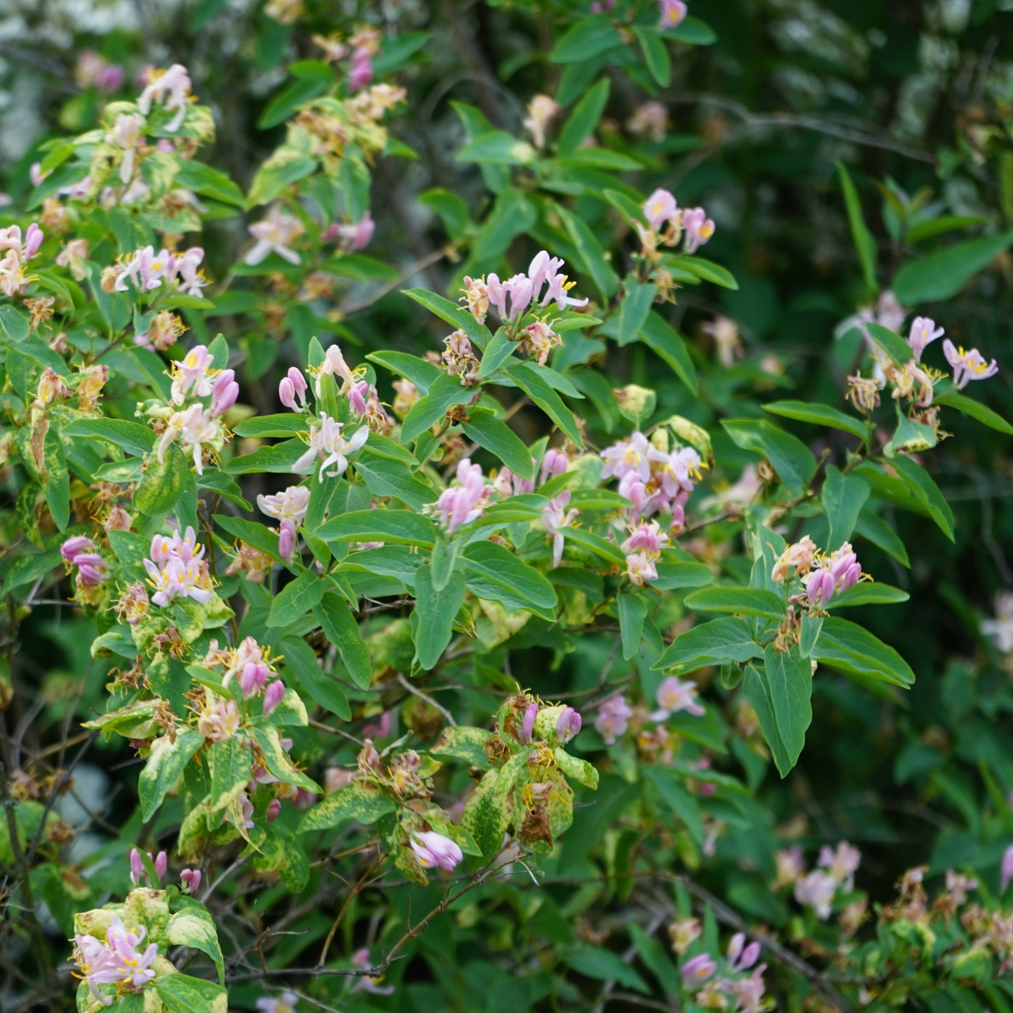 Pink Tatarian Honeysuckle