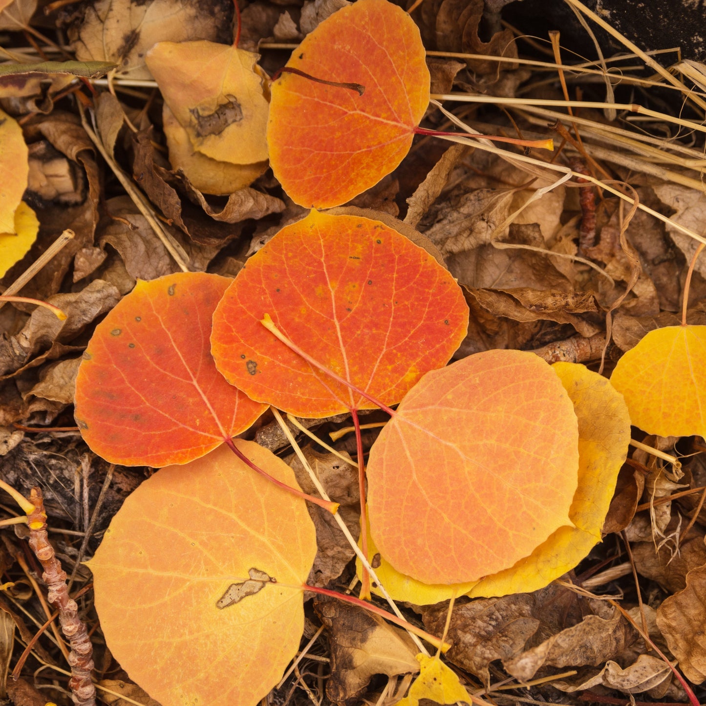 Quaking Aspen Tree - Shade Tree - Buy Online at Barely Rooted