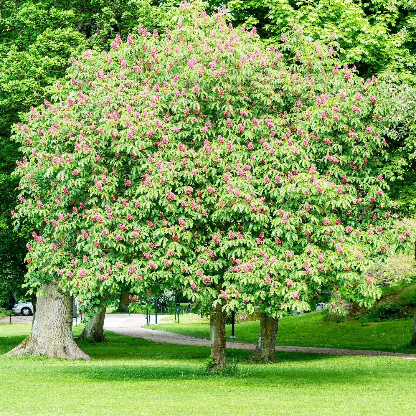 Red Buckeye Tree - Flowering Tree - Buy Online at Barely Rooted