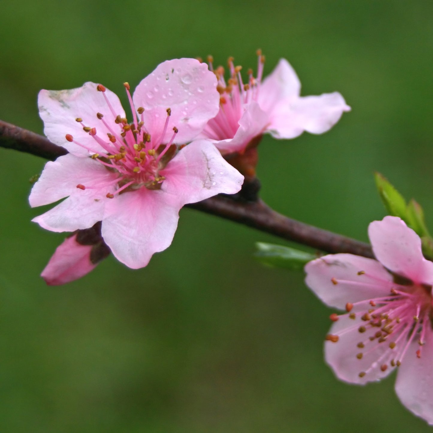 Eastern Redbud - Flowering Tree - Buy Online at Barely Rooted