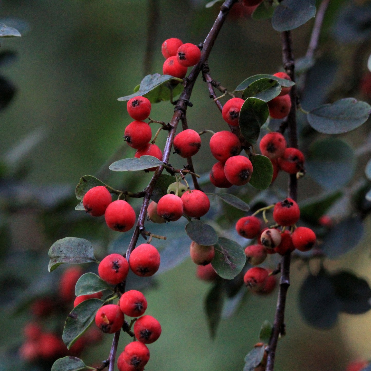 Red Chokeberry Shrub - Flowering Shrub - Buy Online at Barely Rooted