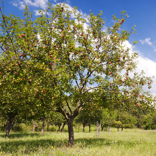 Red Delicious Apple Tree - Fruit Tree - Buy Online at Barely Rooted