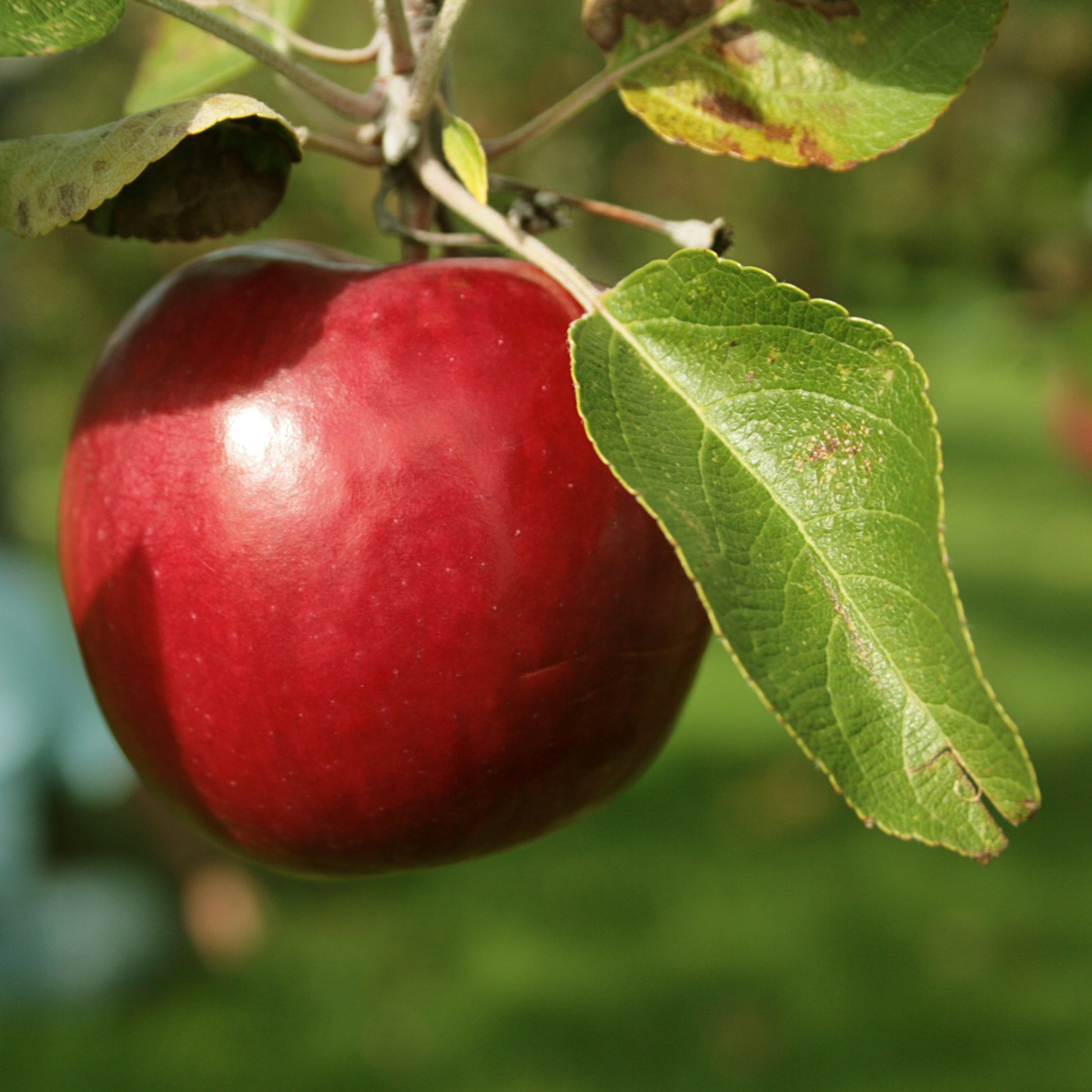Red Delicious Apple Tree - Fruit Tree - Buy Online at Barely Rooted