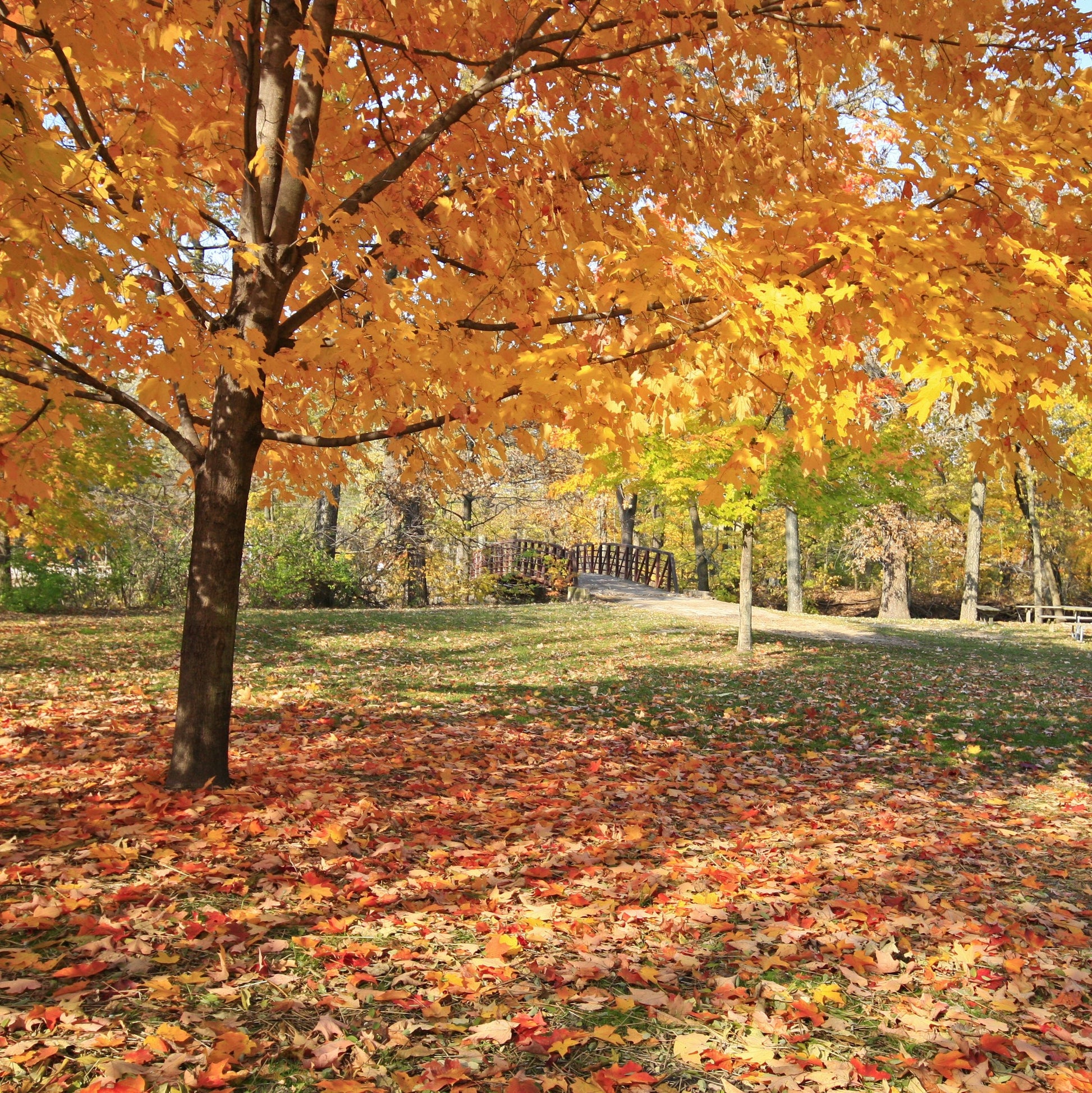 Red Maple Tree - Shade Tree - Buy Online at Barely Rooted