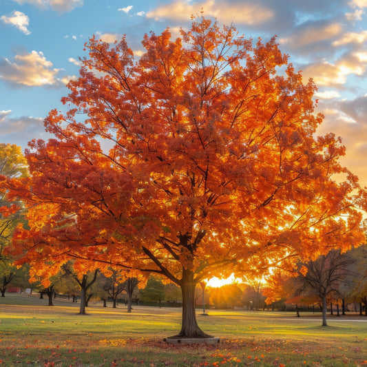Red Sunset Maple Tree - Shade Tree - Buy Online at Barely Rooted
