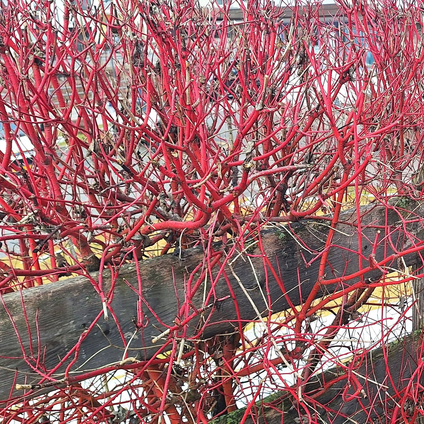 Red Twig Dogwood - Flowering Shrub - Buy Online at Barely Rooted