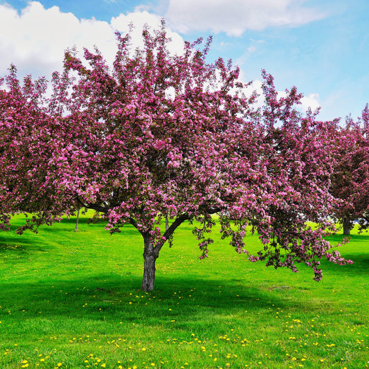 Robinson Crabapple Tree - Shade/Ornamental Tree - Buy Online at Barely Rooted