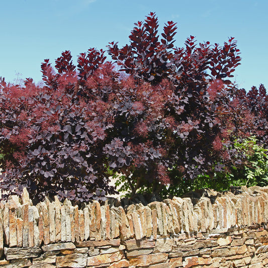 Royal Purple Smoketree - Flowering Shrub - Buy Online at Barely Rooted