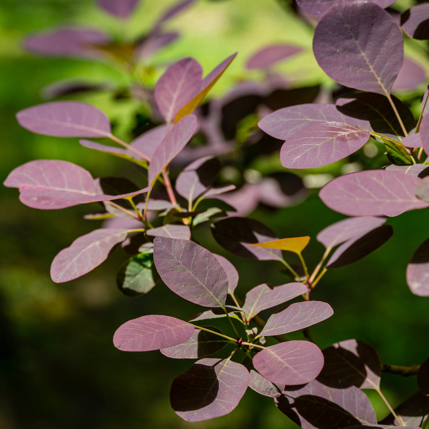 Royal Purple Smoketree - Flowering Shrub - Buy Online at Barely Rooted