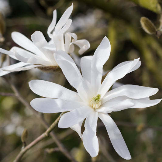 Royal Star Magnolia Tree - Flowering Shrub - Buy Online at Barely Rooted