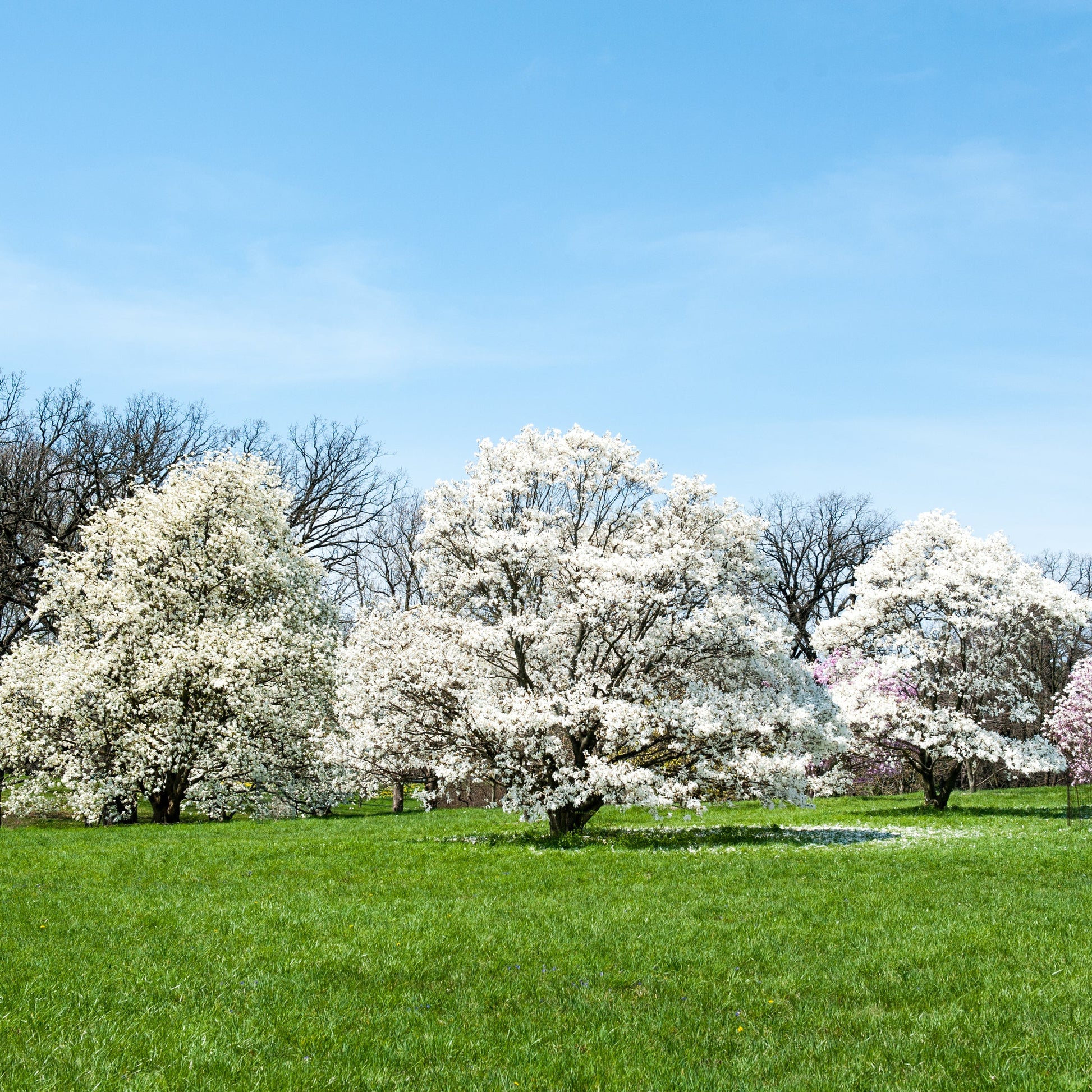 Royal Star Magnolia Tree - Flowering Shrub - Buy Online at Barely Rooted