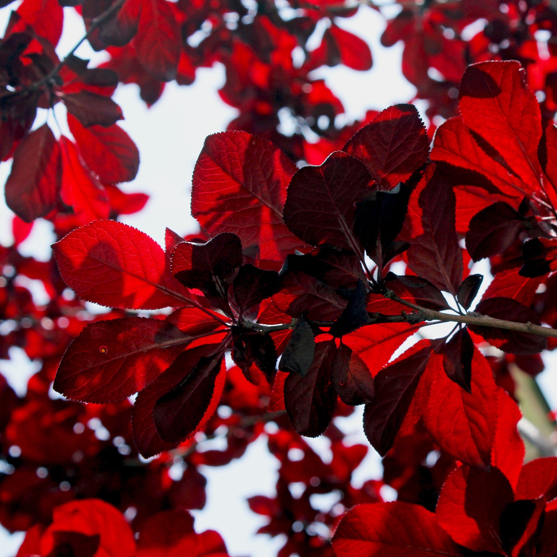 Cistena Plum Tree - Flowering Shrub - Buy Online at Barely Rooted