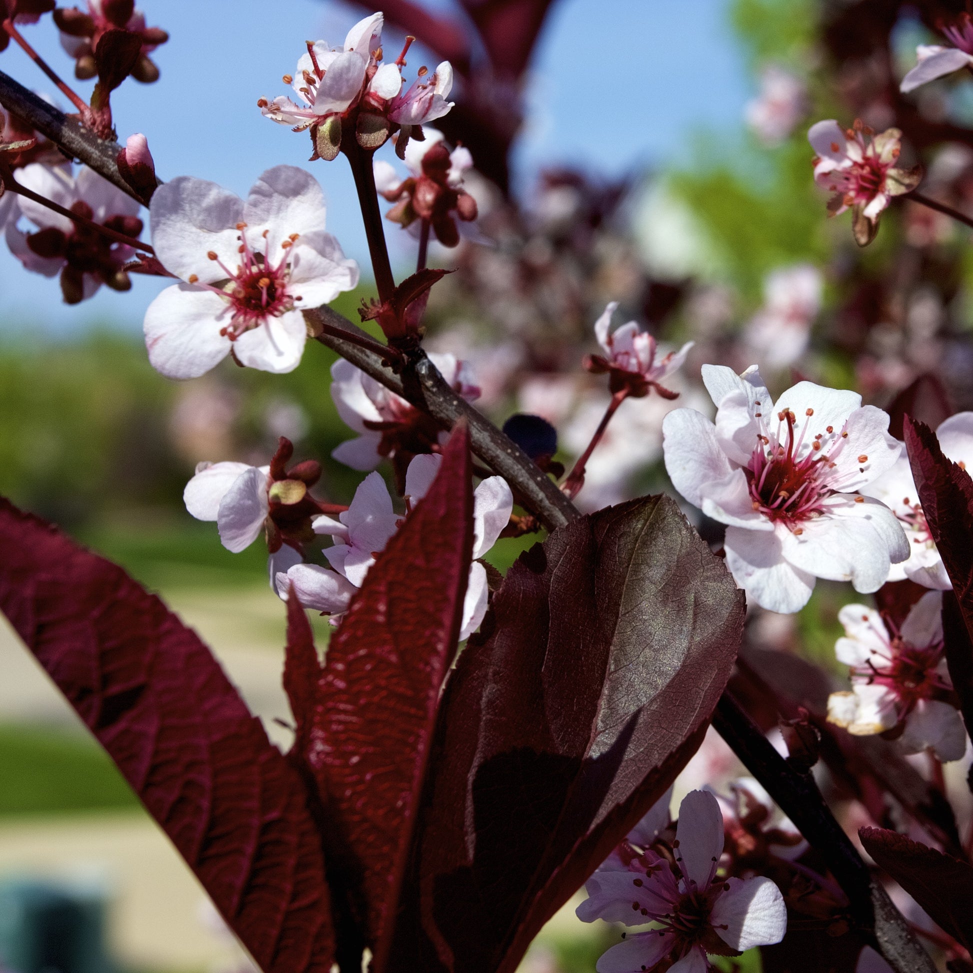 Cistena Plum Tree - Flowering Shrub - Buy Online at Barely Rooted