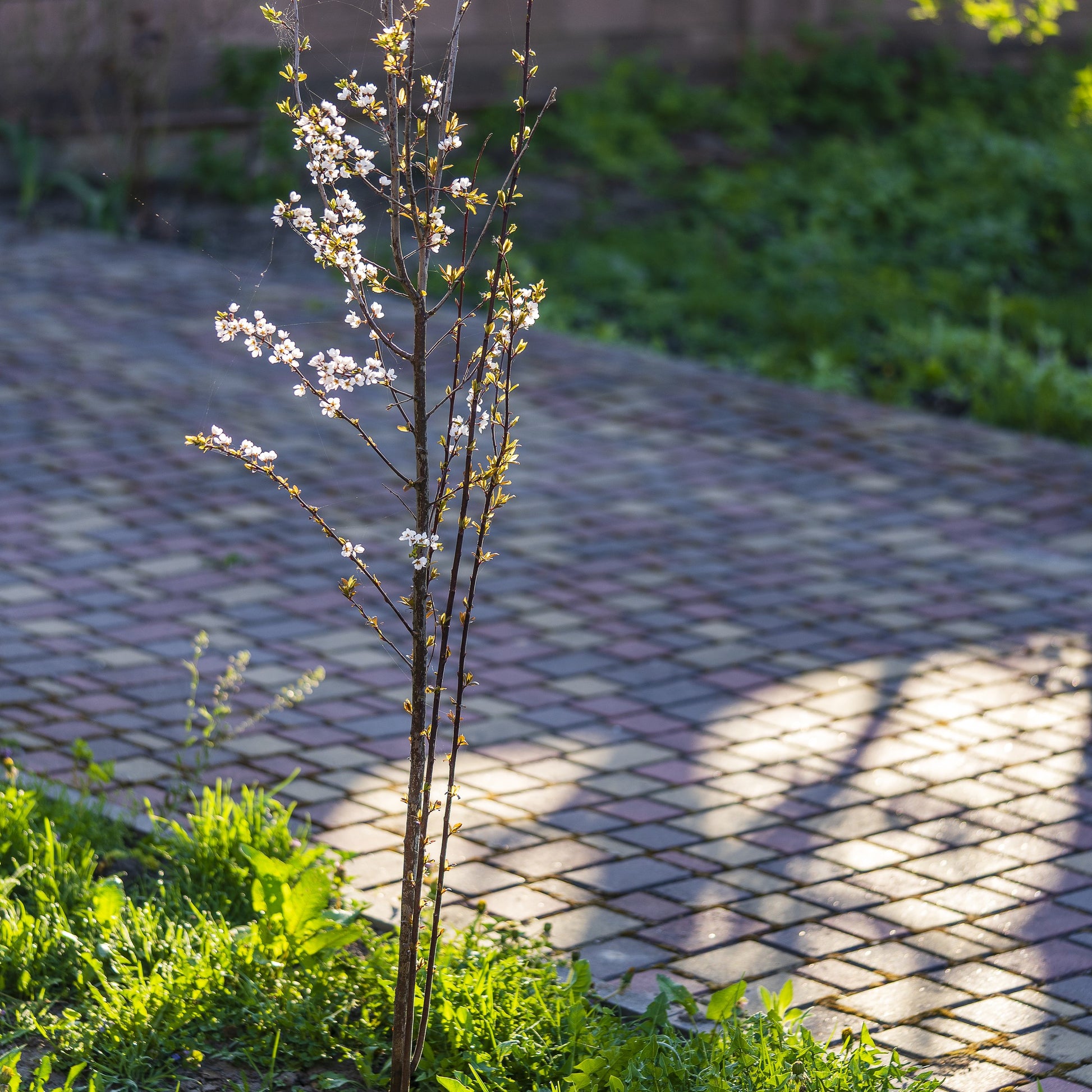 Cistena Plum Tree - Flowering Shrub - Buy Online at Barely Rooted
