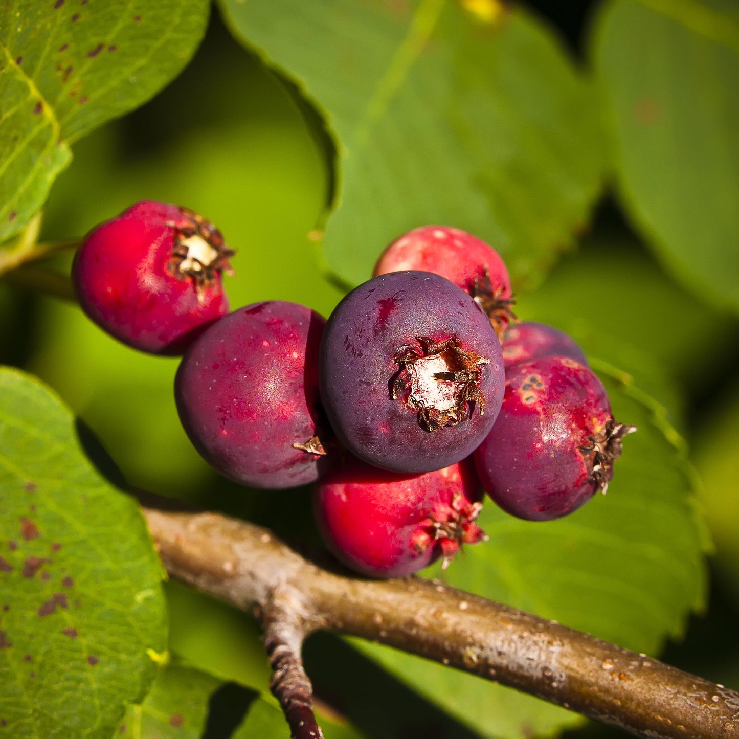 Saskatoon Serviceberry Tree - Flowering Shrub - Buy Online at Barely Rooted