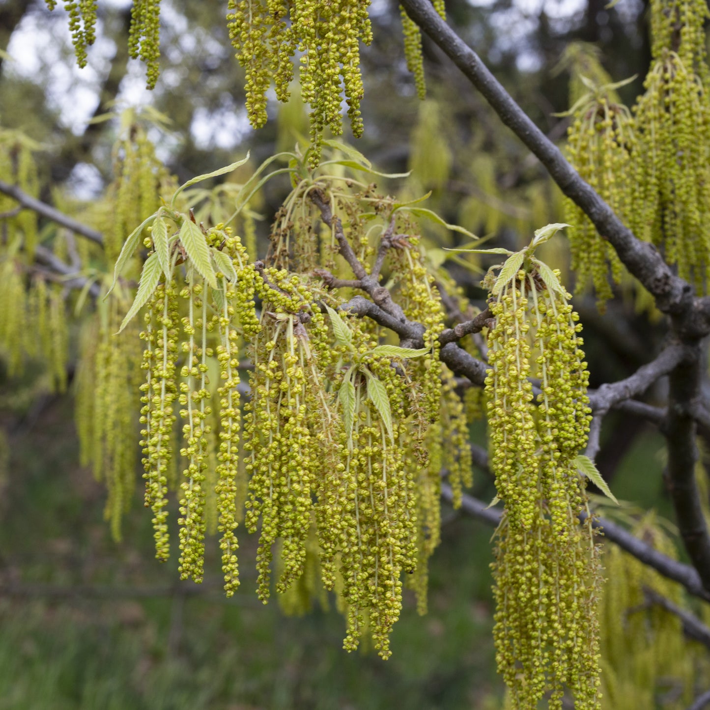 Sawtooth Oak Tree - Shade Tree - Buy Online at Barely Rooted