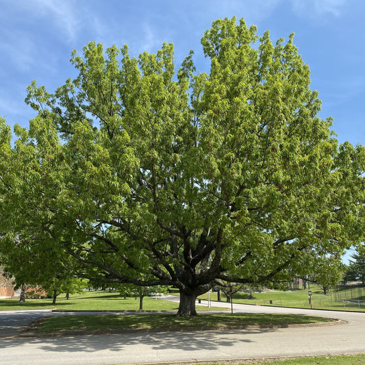 Sawtooth Oak Tree - Shade Tree - Buy Online at Barely Rooted