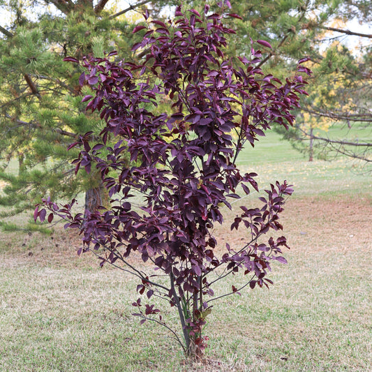 Schubert Red Chokecherry Tree - Flowering Tree - Buy Online at Barely Rooted