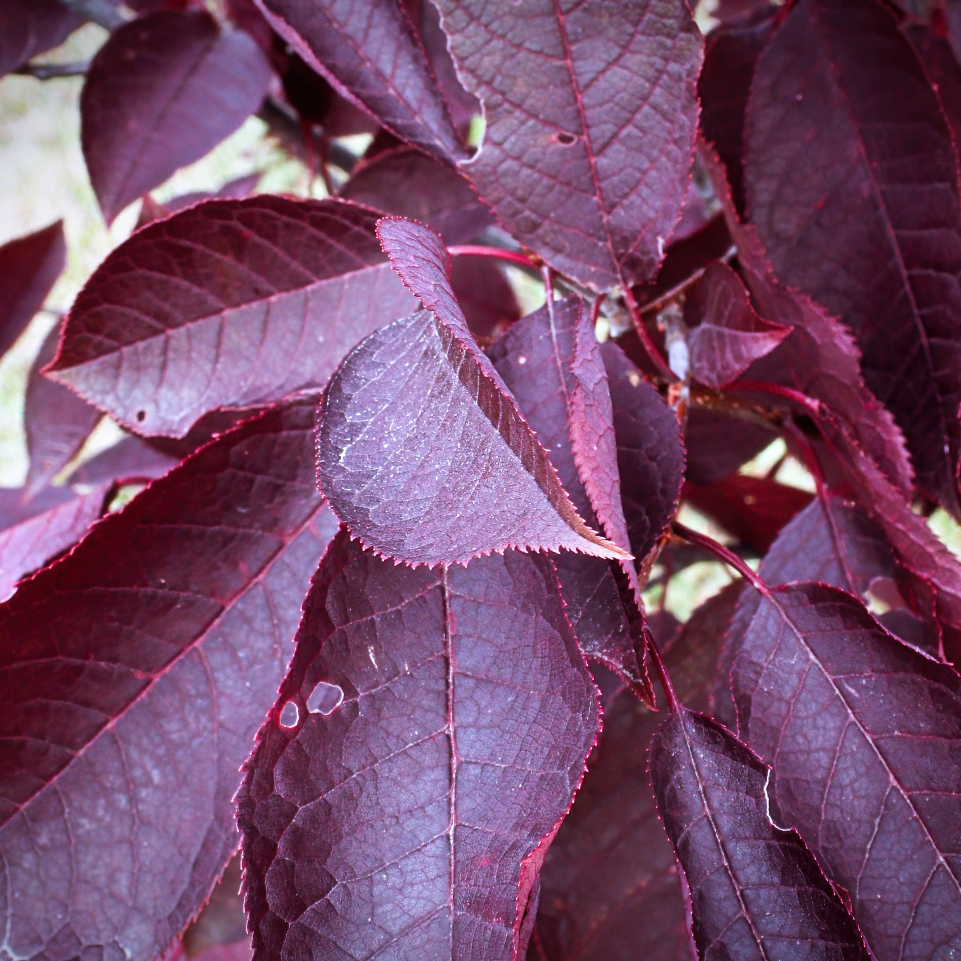 Schubert Red Chokecherry Tree - Flowering Tree - Buy Online at Barely Rooted