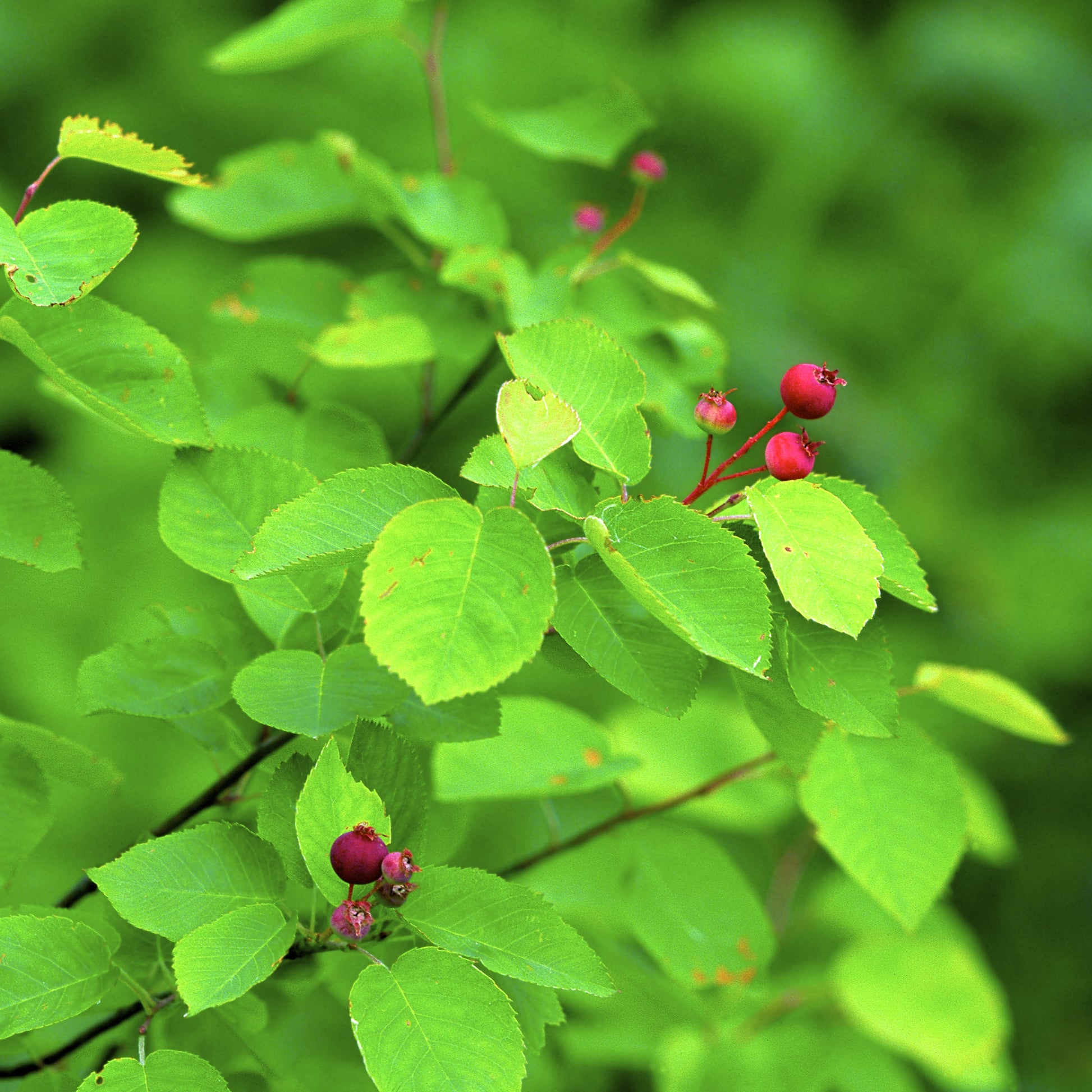 Autumn Brilliance Serviceberry - GTSuper Roots - Buy Online at Barely Rooted