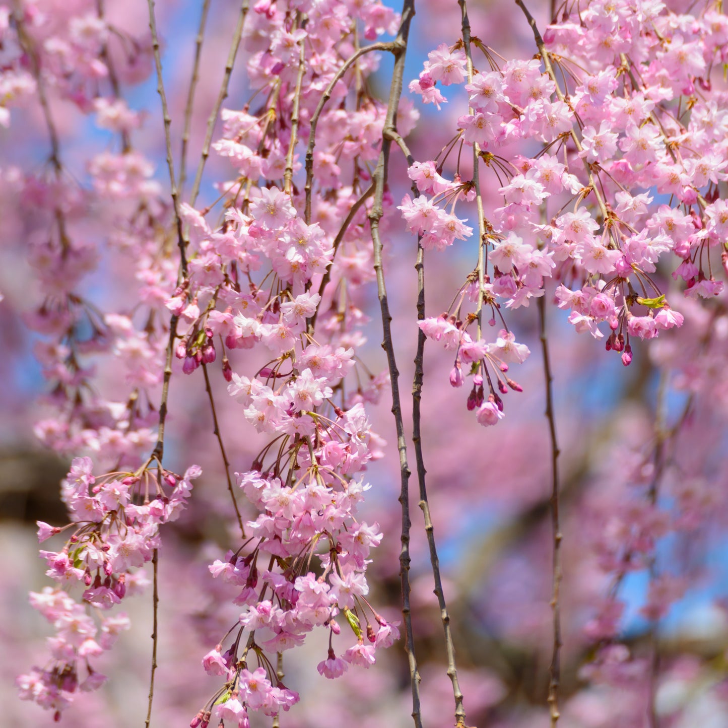 Shidare Weeping Cherry Tree - Flowering Tree - Buy Online at Barely Rooted