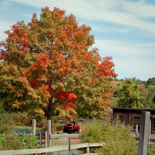 Shingle Oak Tree - Shade Tree - Buy Online at Barely Rooted