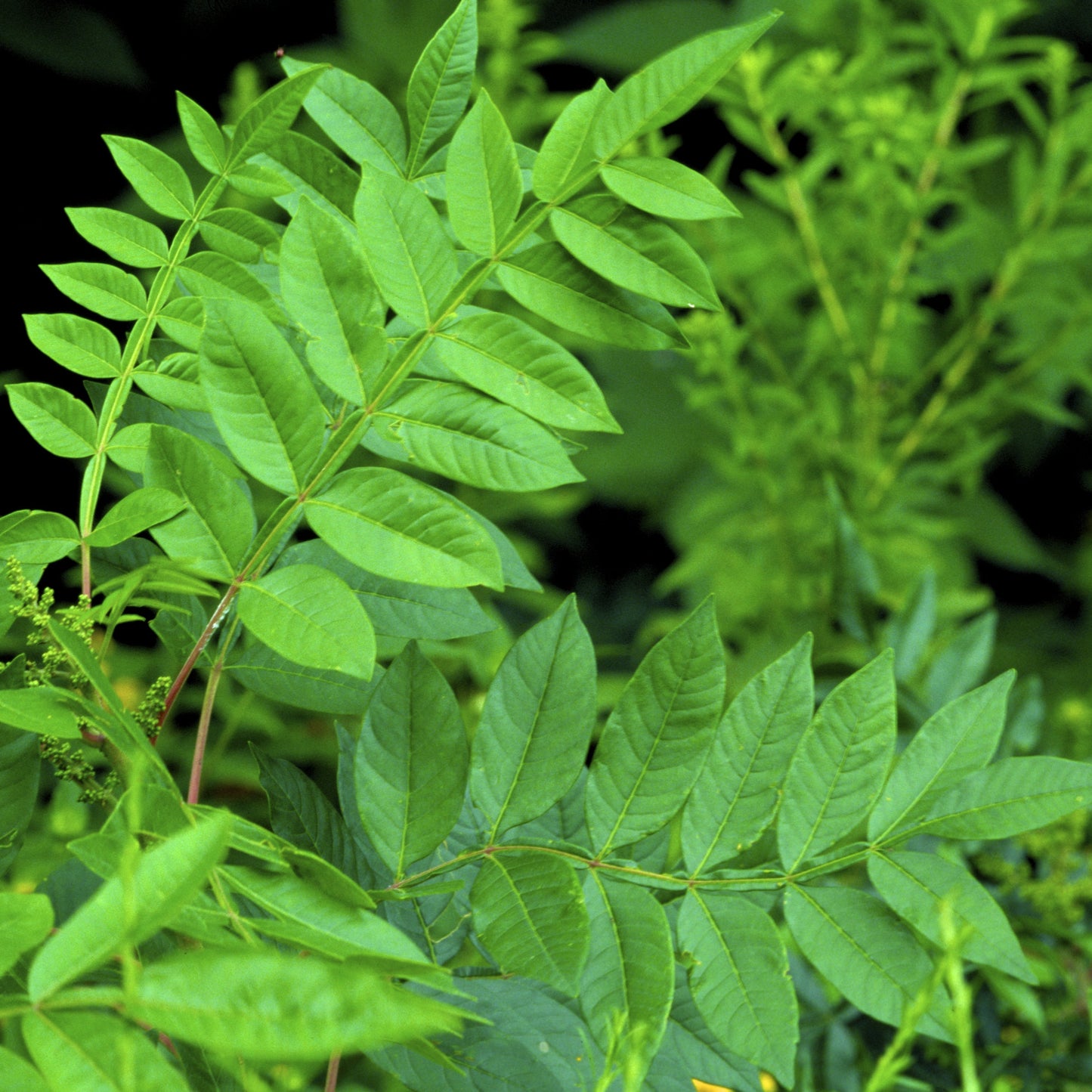 Shining Sumac Tree