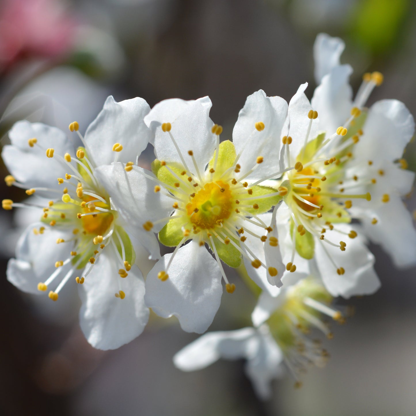 Shiro Plum Tree