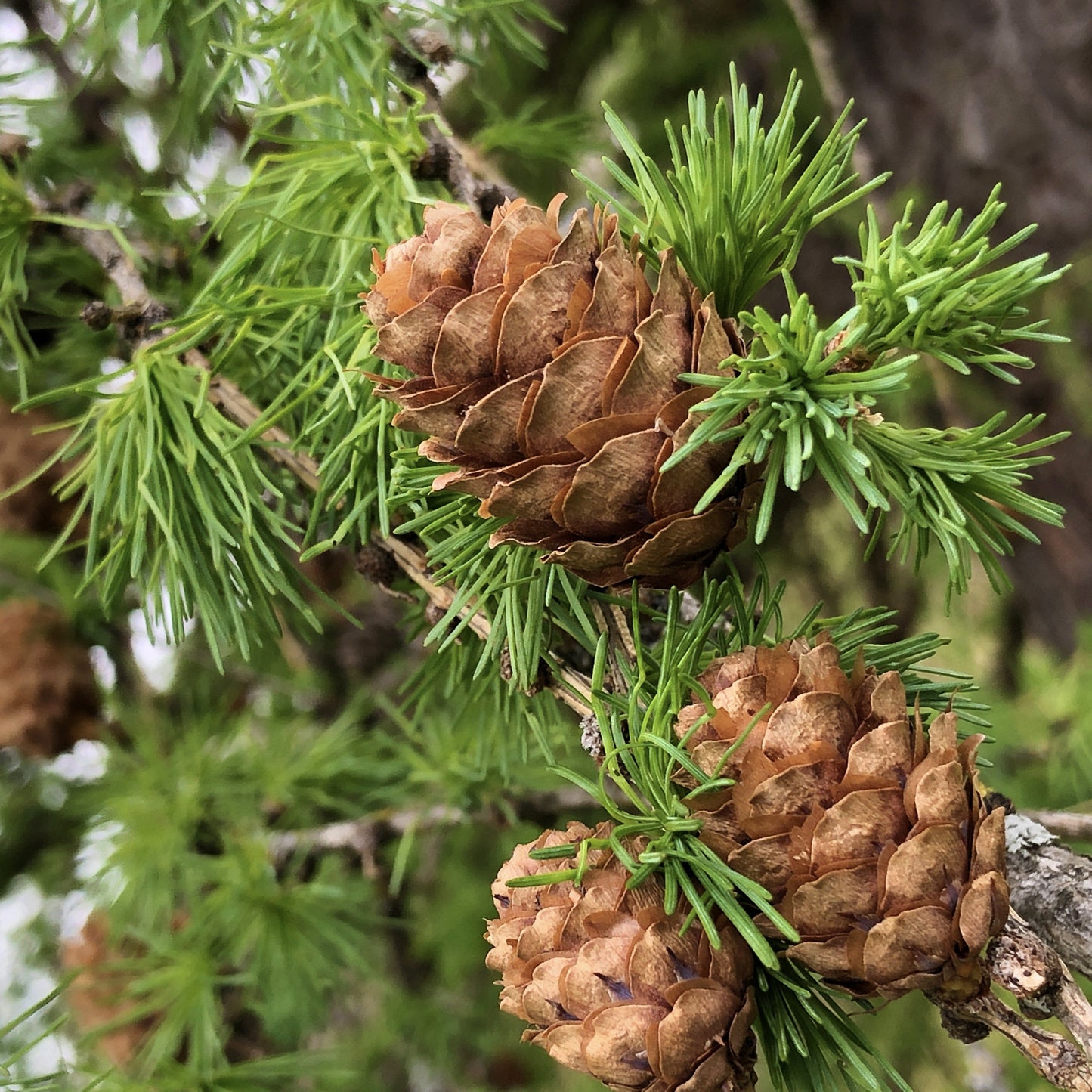 Shortleaf Pine Tree