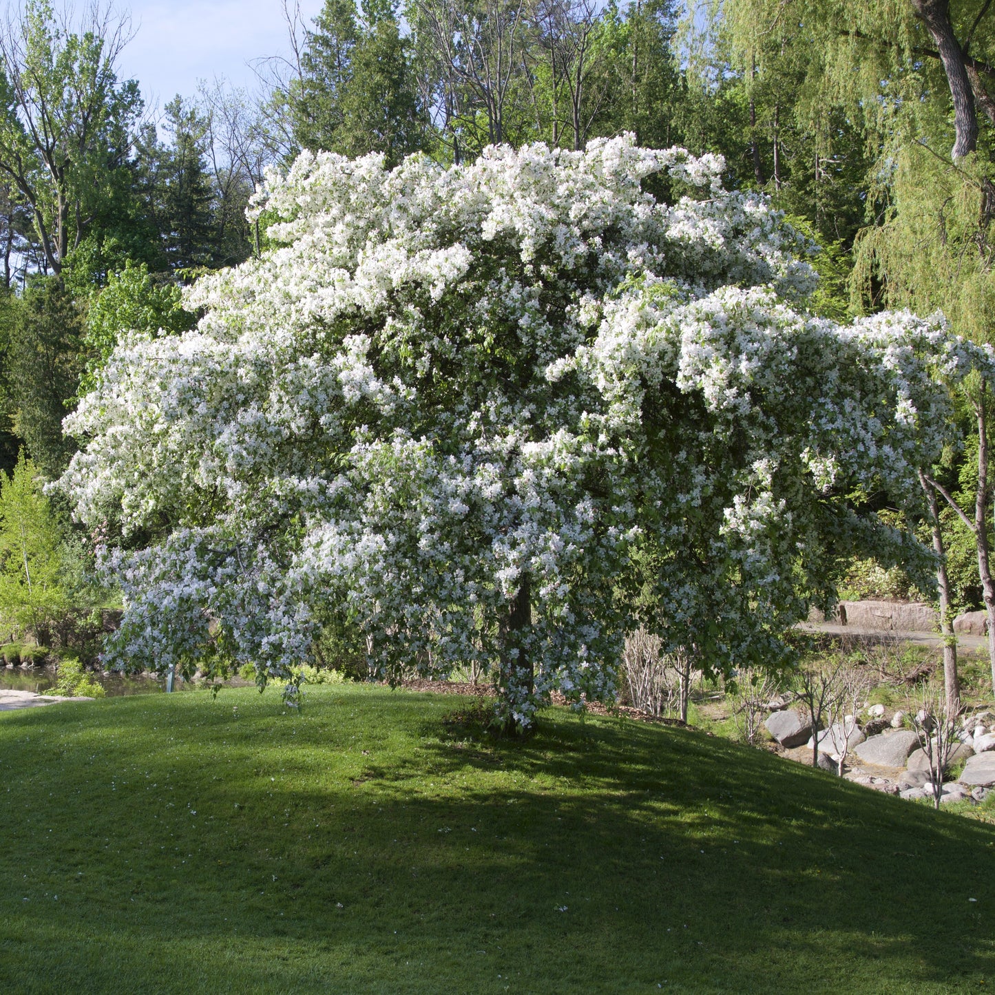 Siberian Crabapple Tree
