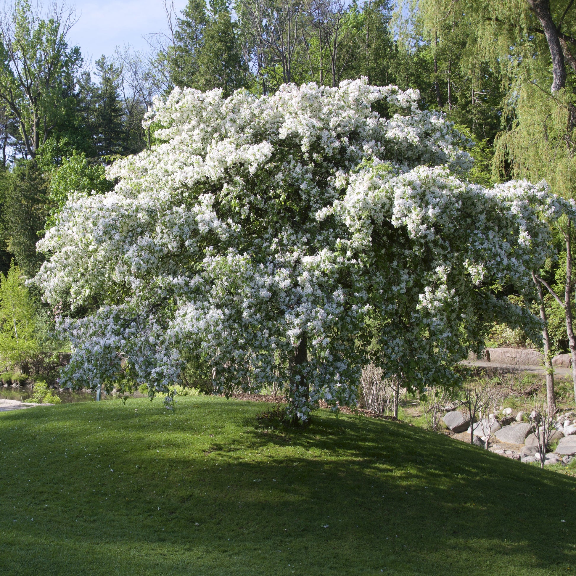 Siberian Crabapple Tree - Flowering Tree - Buy Online at Barely Rooted