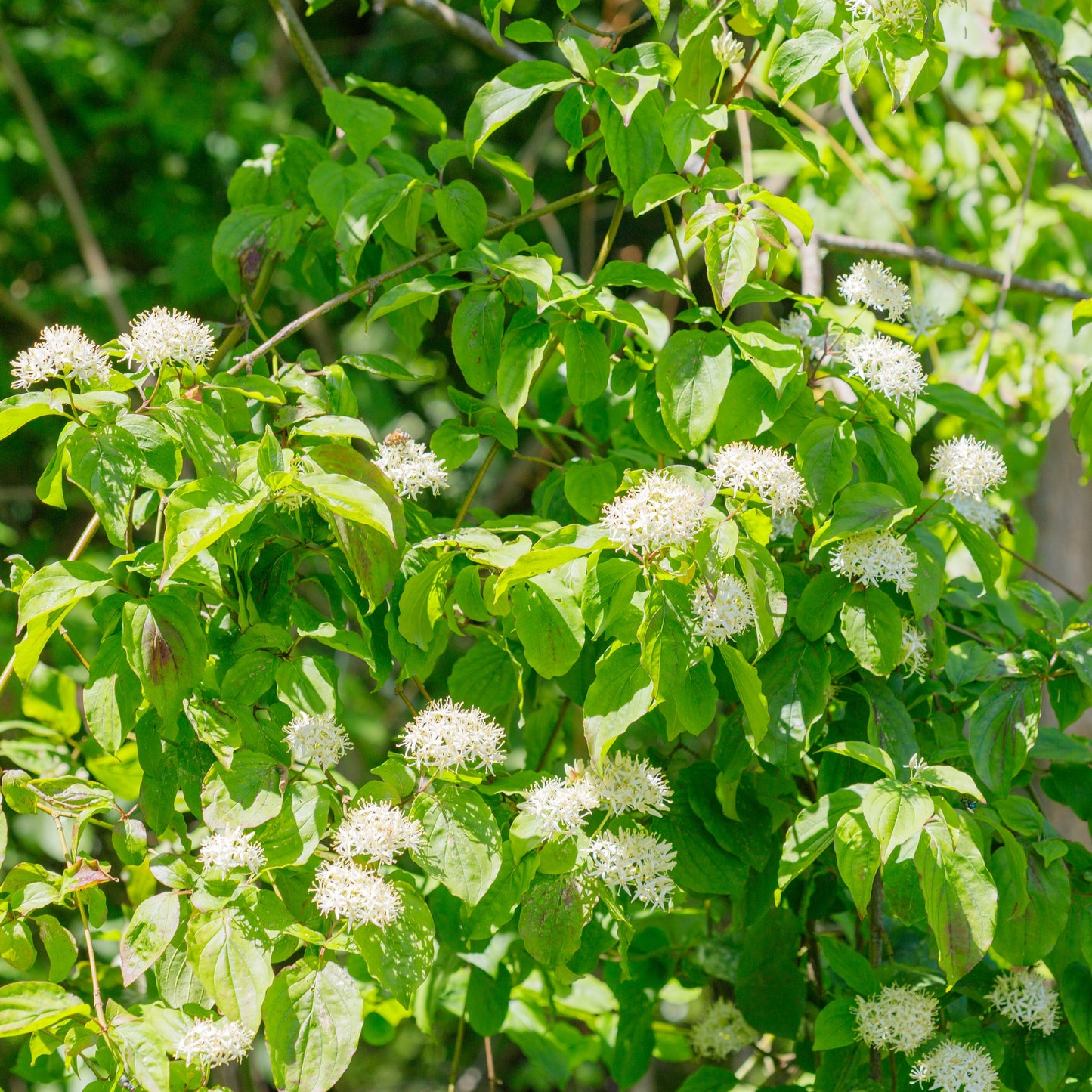 Silky Dogwood Shrub - Flowering Shrub - Buy Online at Barely Rooted