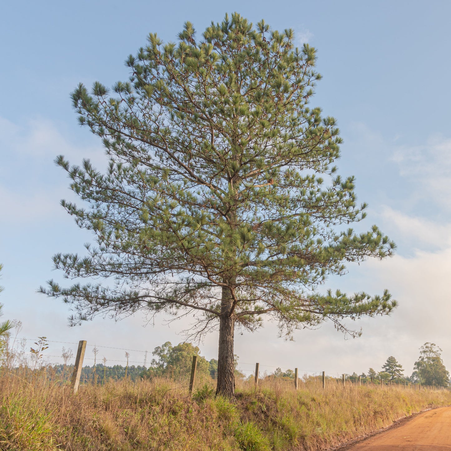 Slash Pine Tree