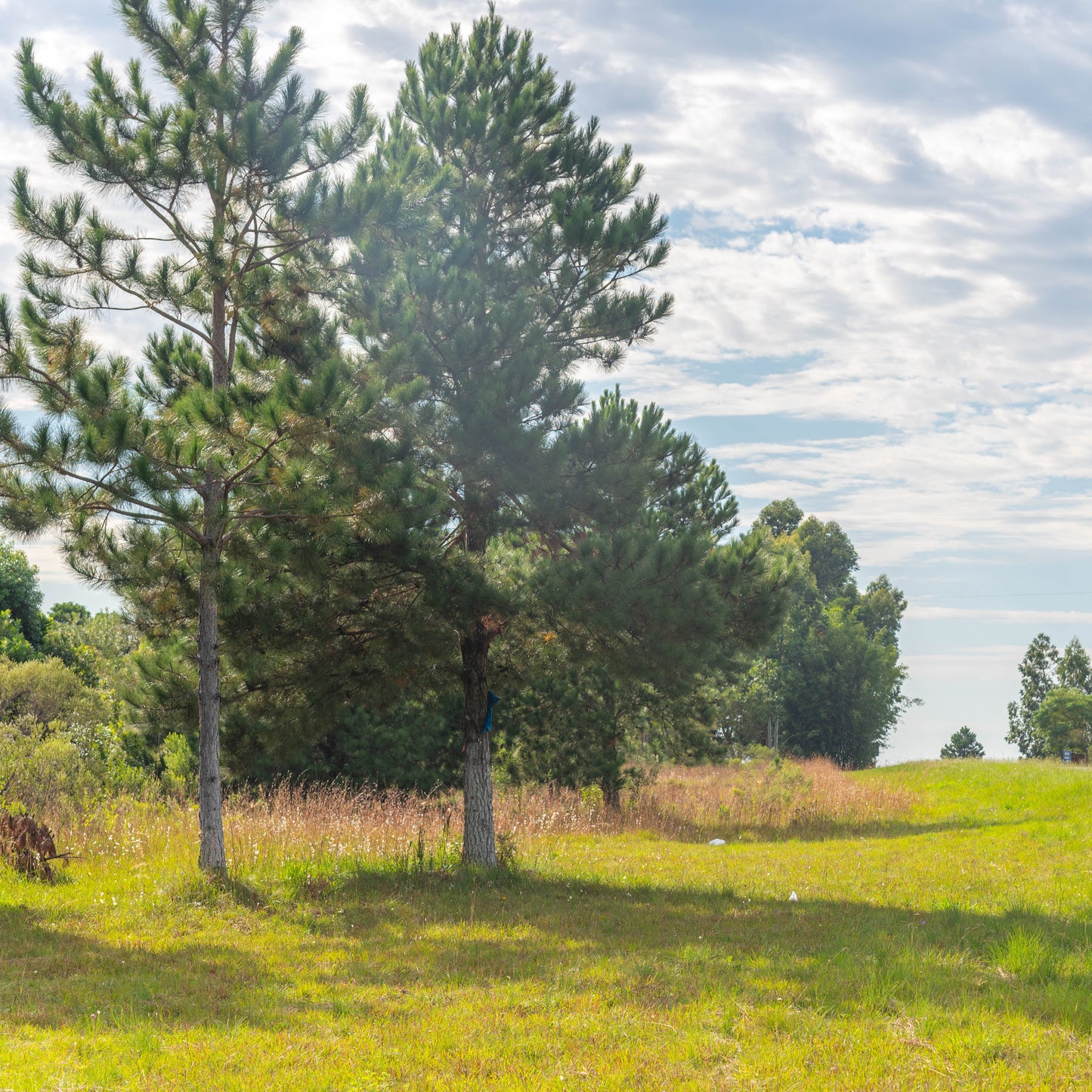 Slash Pine Tree