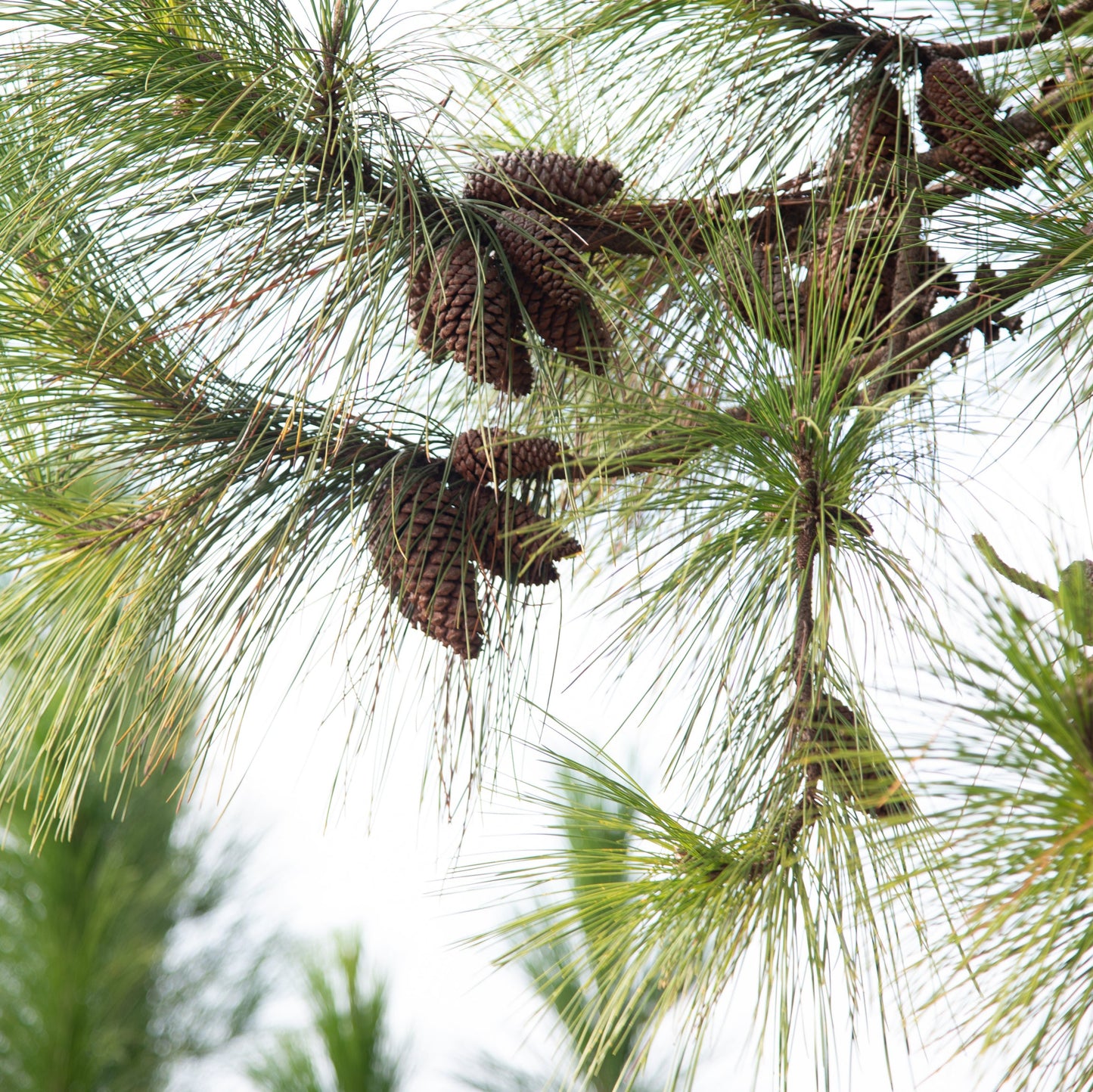 Slash Pine Tree