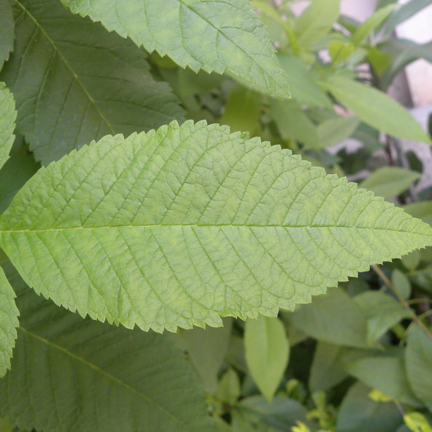 Slippery Elm Tree