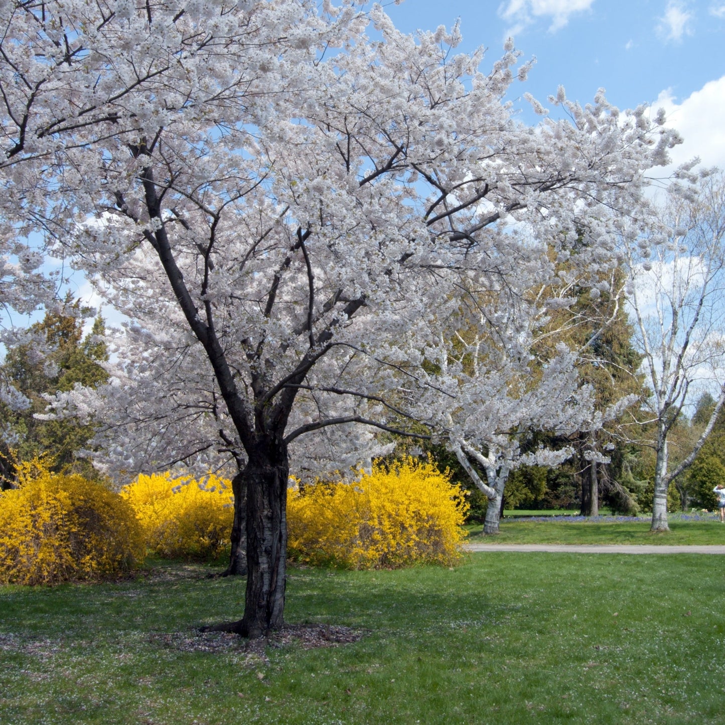 Snowdrift Crabapple - Flowering Tree - Buy Online at Barely Rooted