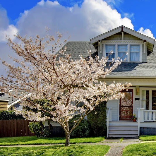 Snow Goose Cherry Tree - Shade/Ornamental Tree - Buy Online at Barely Rooted