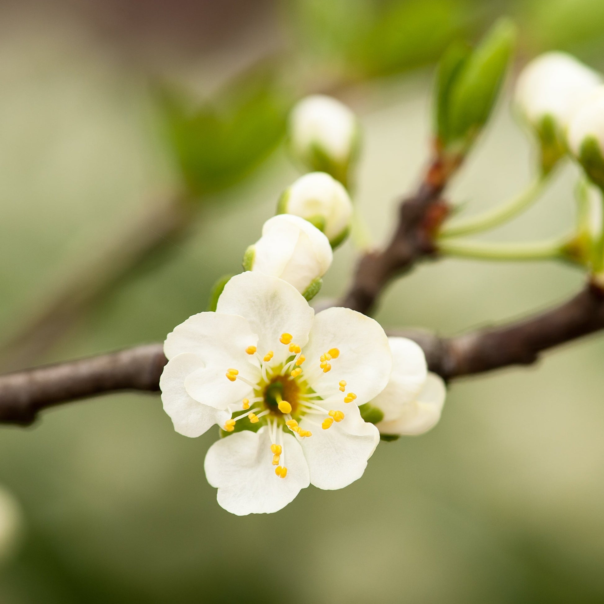 Snow Goose Cherry Tree - Shade/Ornamental Tree - Buy Online at Barely Rooted